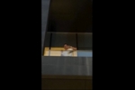 C罗在阳台与球迷挥手致意，大量球迷欢呼
